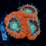 Crimson Micromussa Acan - riptide aquaculture llc