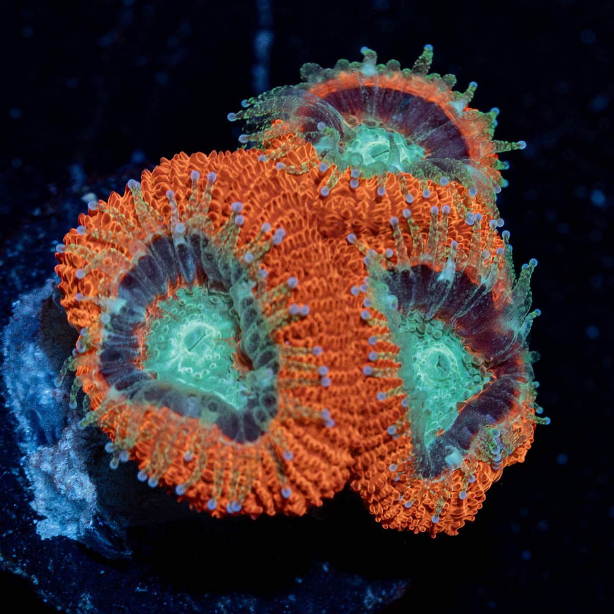 Crimson Micromussa Acan - riptide aquaculture llc