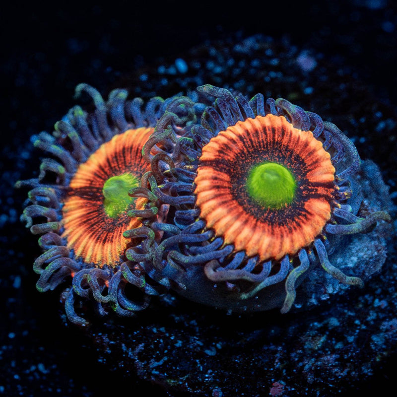 Daisy dukes Zoanthid