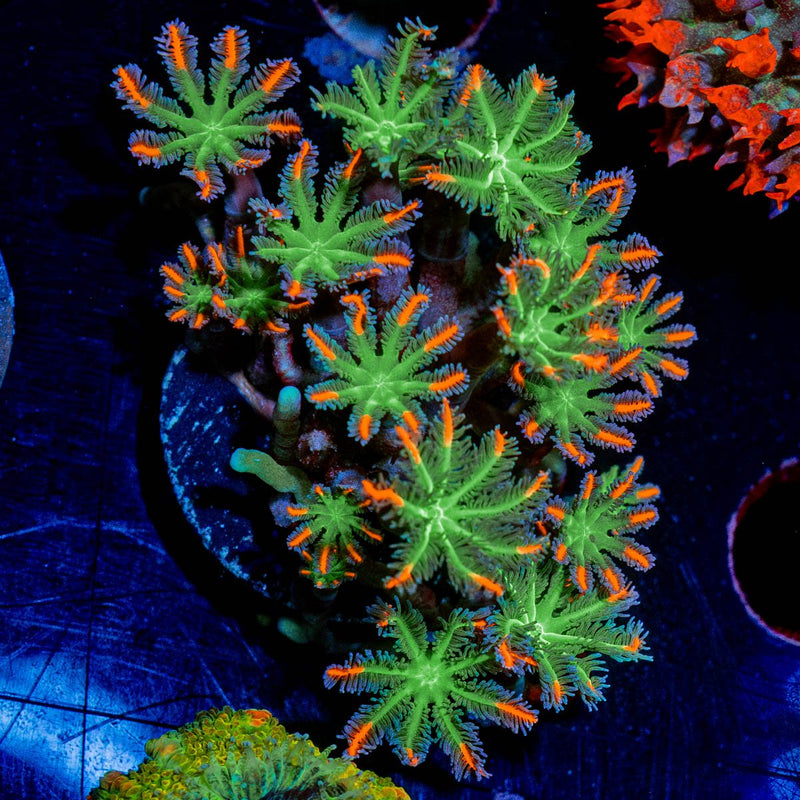 ACR FireWork Clove Polyp