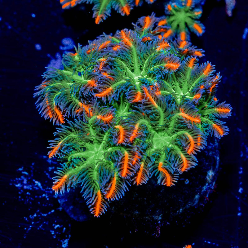 ACR FireWork Clove Polyp