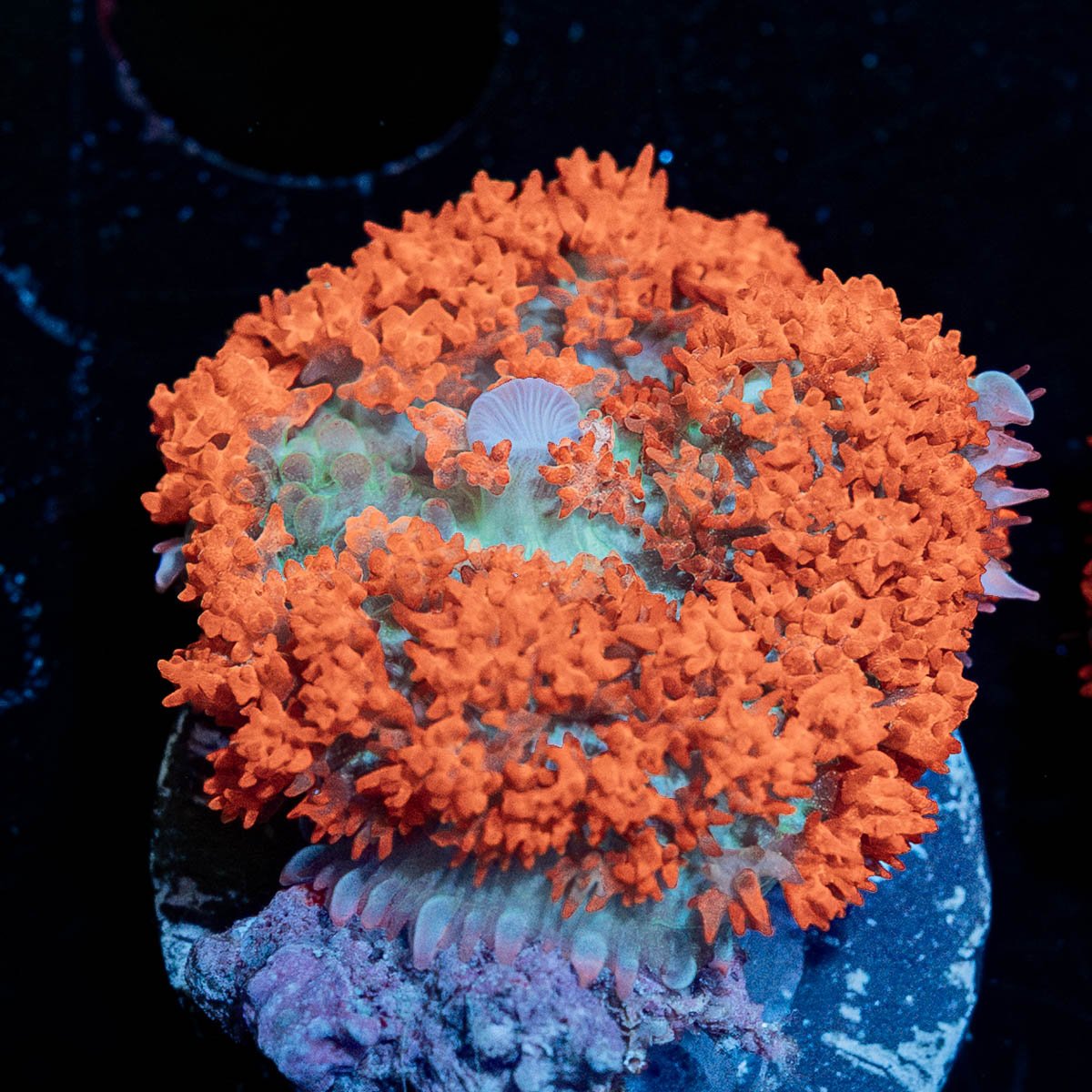 Red Saint Thomas Mushroom - riptide aquaculture llc
