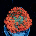 Red Saint Thomas Mushroom - riptide aquaculture llc