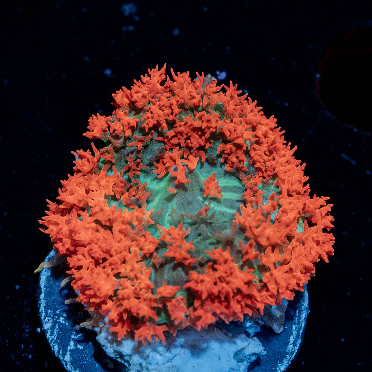 Red Saint Thomas Mushroom - riptide aquaculture llc