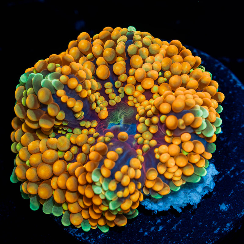 Ultra Orange Ricordea Mushroom