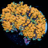 Ultra Orange Ricordea Mushroom - riptide aquaculture llc