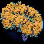 Ultra Orange Ricordea Mushroom - riptide aquaculture llc