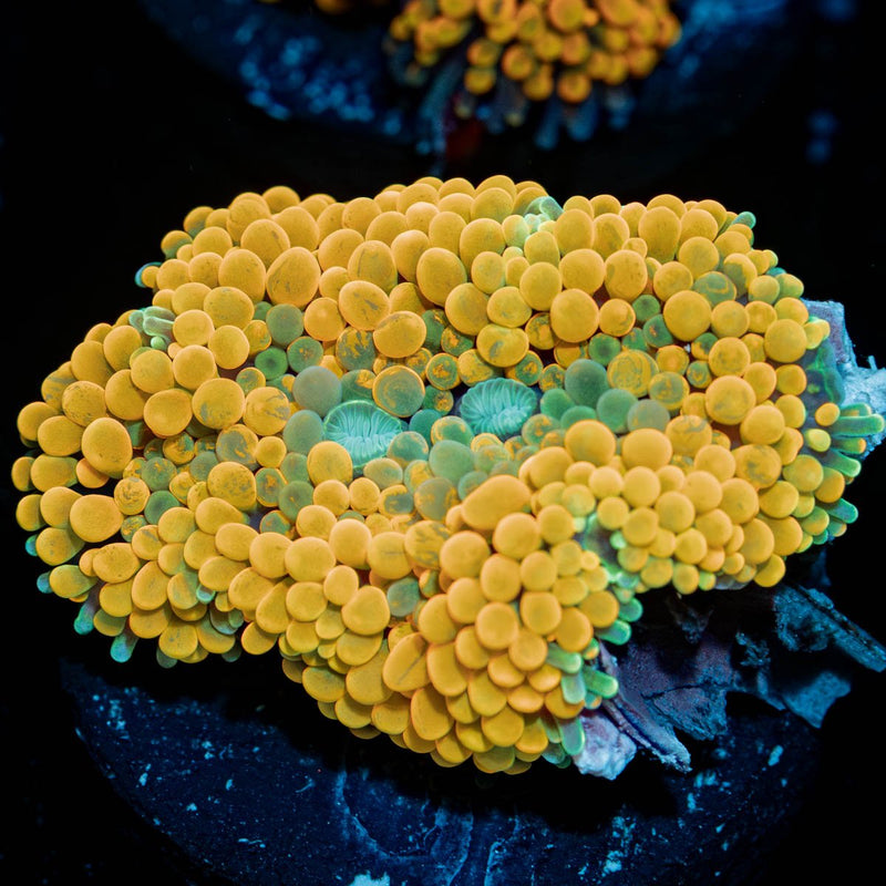 Ultra Orange Ricordea Mushroom