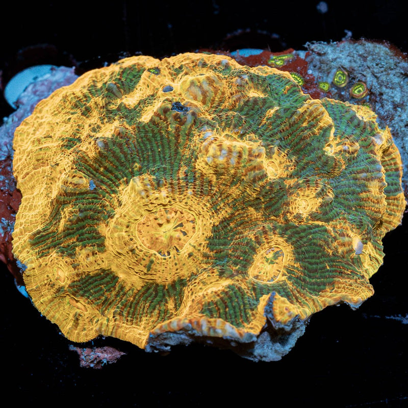 Holy Diver Chalice Colony