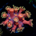 Ironman Goniopora - riptide aquaculture llc