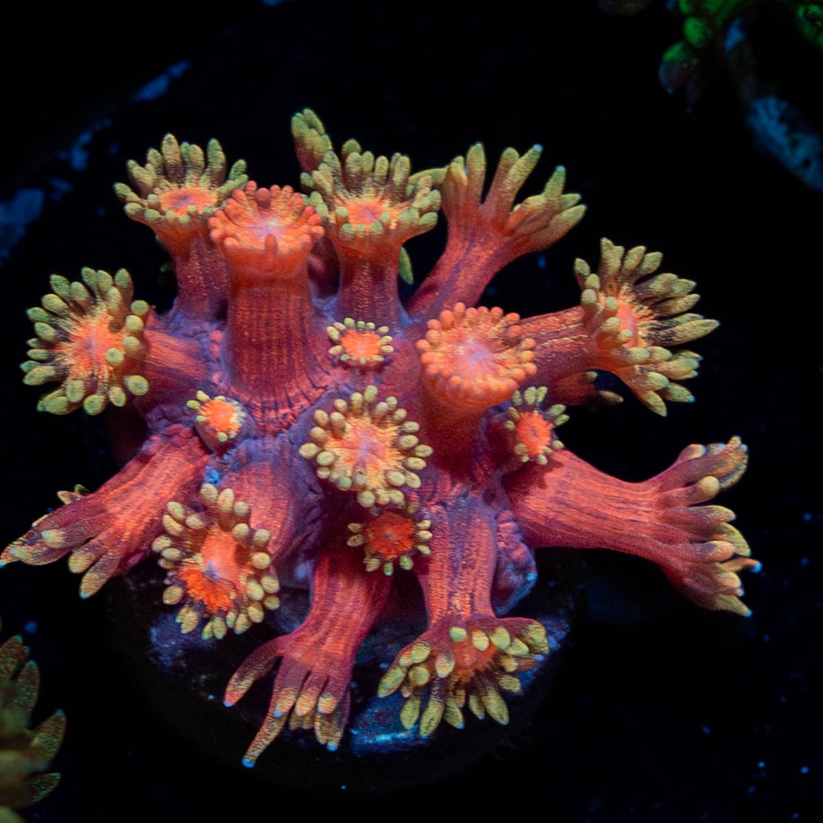 Ironman Goniopora - riptide aquaculture llc