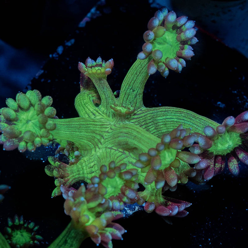 Bubble Toes Goniopora