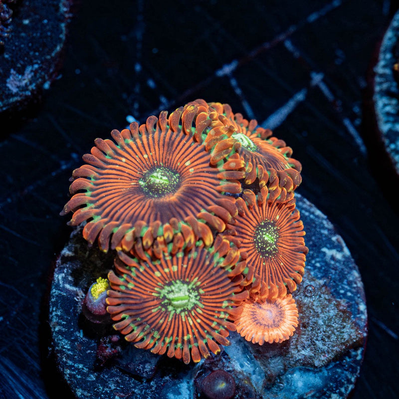 Combo Zoanthid Plug