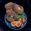 Combo Zoanthid Plug - riptide aquaculture llc