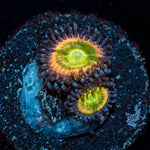 Funny D's Zoanthid - riptide aquaculture llc