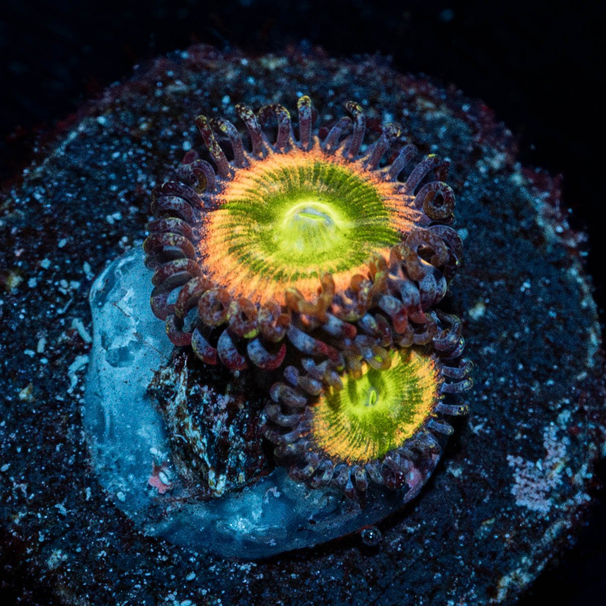 Funny D's Zoanthid - riptide aquaculture llc