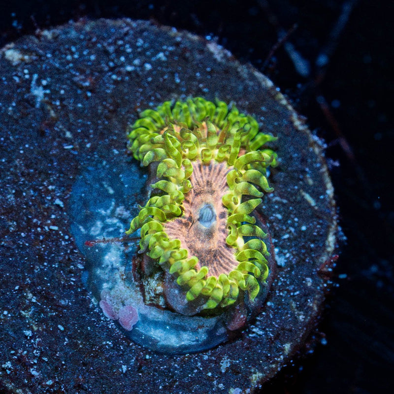 Purple Monster Zoanthid
