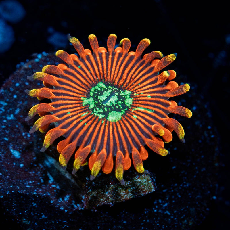 Magician Zoanthid