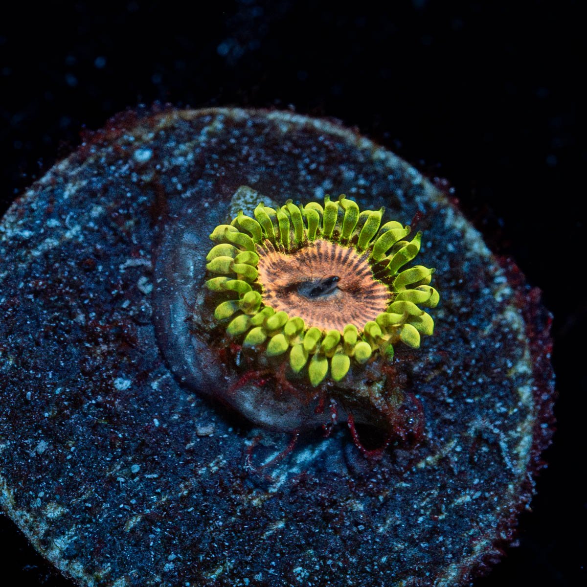 Purple Monster Zoanthid - riptide aquaculture llc