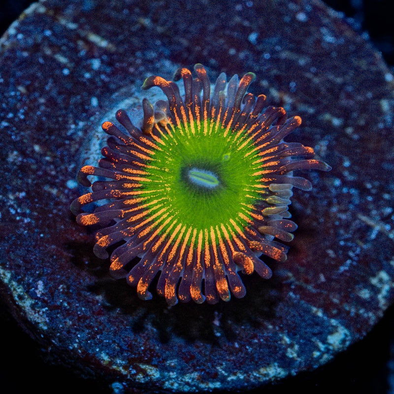 Candy Apple Red Zoanthid