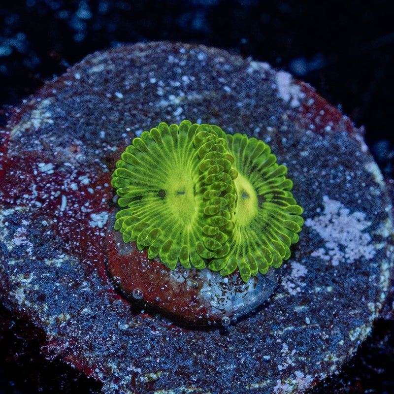 Emerald Mauls Zoanthid