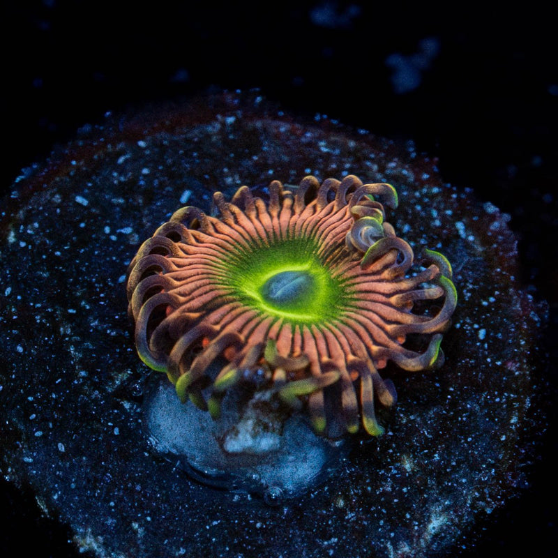 Candy Apple Pink Zoanthid