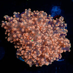 Peach Frogspawn - riptide aquaculture llc