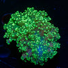 Green Frogspawn - riptide aquaculture llc