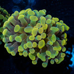 Gold Branching Hammer - riptide aquaculture llc