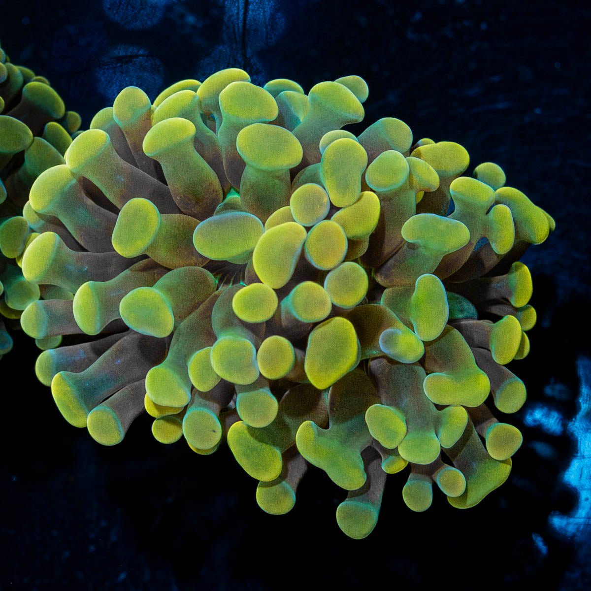 Gold Branching Hammer - riptide aquaculture llc