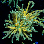 Reverse Holy Grail Tiger Torch - riptide aquaculture llc