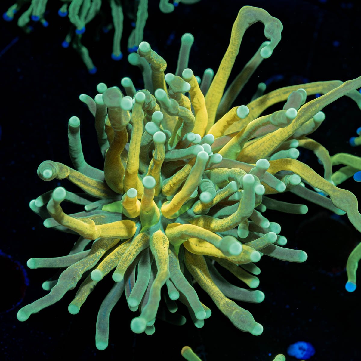 Reverse Holy Grail Tiger Torch - riptide aquaculture llc