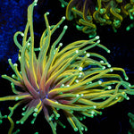 Inferno Gold Torch - riptide aquaculture llc