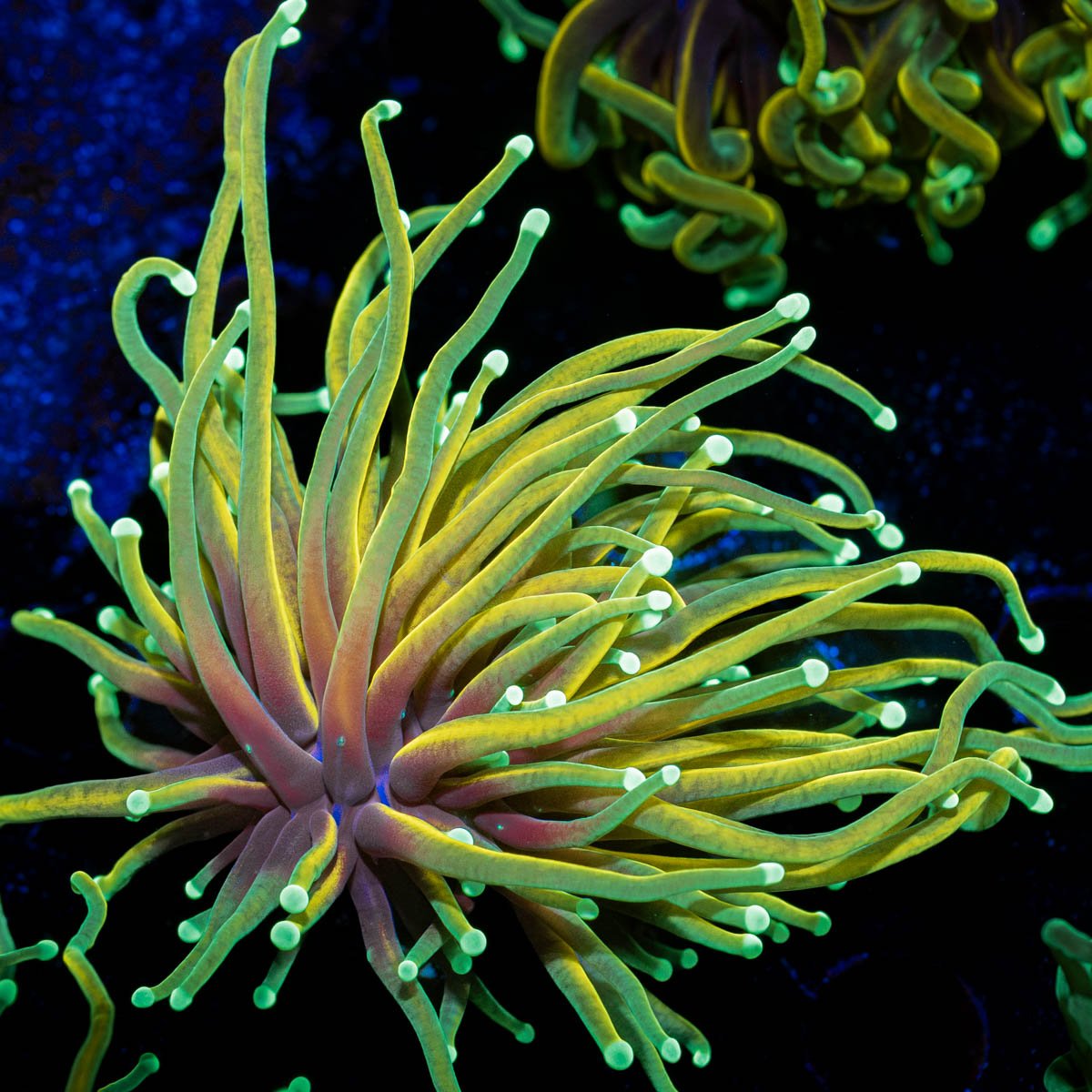 Inferno Gold Torch - riptide aquaculture llc