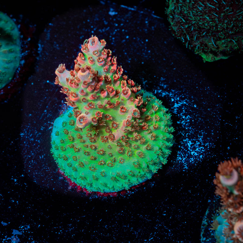 Princess Peach Acropora