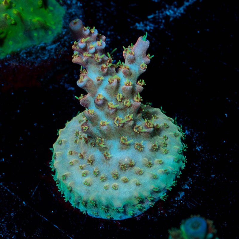 Buzz Lightyear Acropora