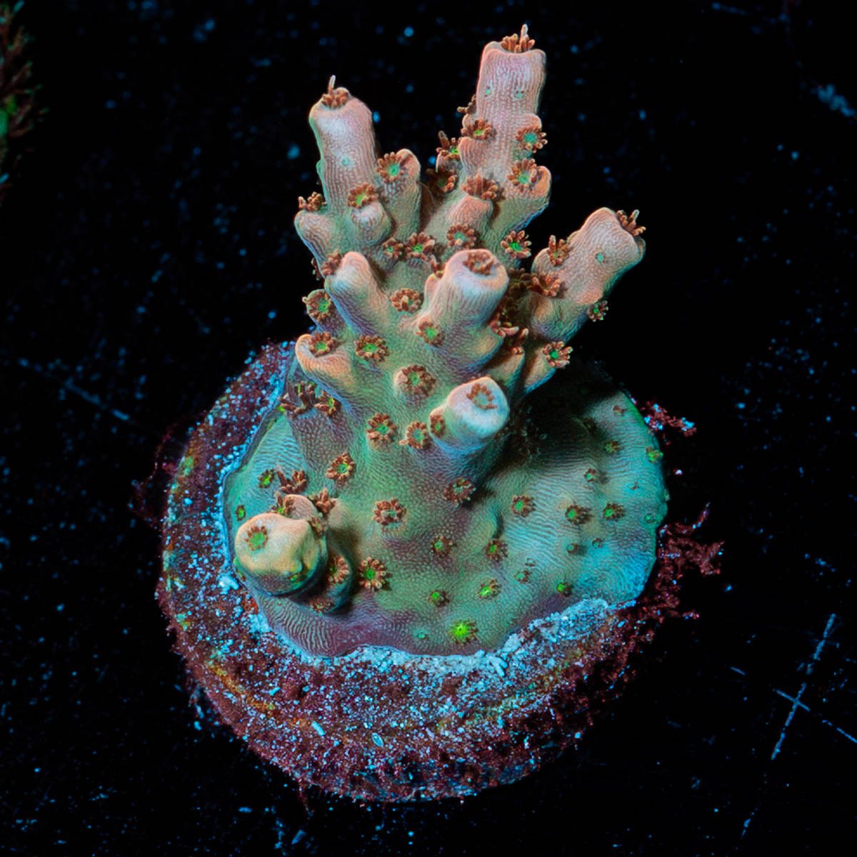 Temporal Distortion Acropora - riptide aquaculture llc
