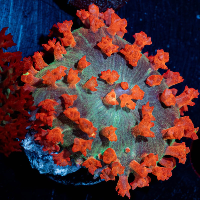 Saint Thomas Mushroom