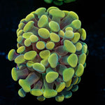 Gold Hammer Euphyllia - riptide aquaculture llc