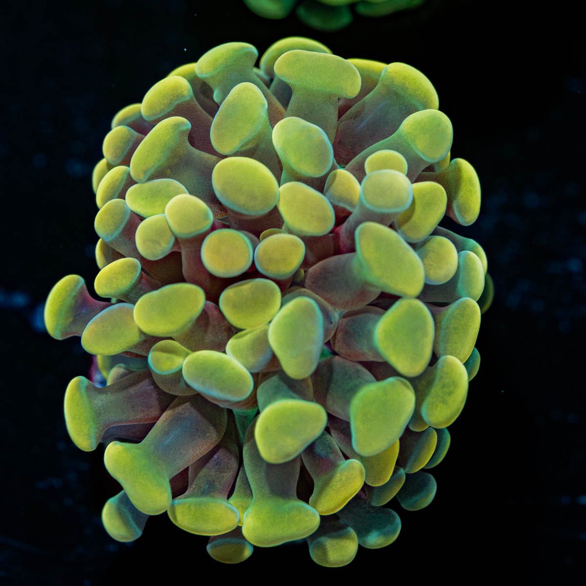 Gold Hammer Euphyllia - riptide aquaculture llc