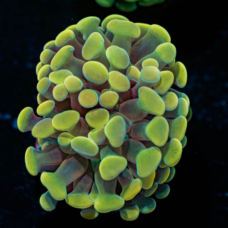 Gold Hammer Euphyllia