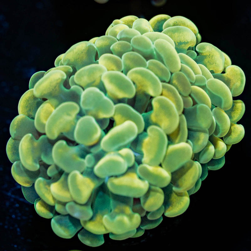 Gold Hammer Euphyllia