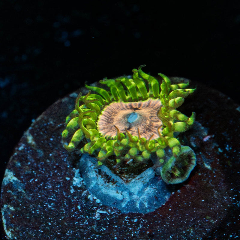 Purple Monsters Zoanthid