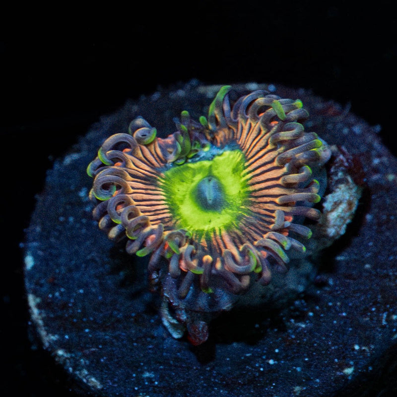 Pink Candy Apples Zoanthid