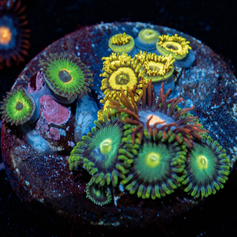 Multi Plug Zoanthid
