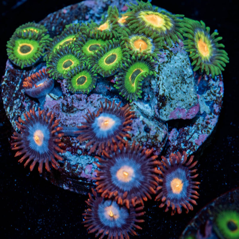 Multi Plug Zoanthid
