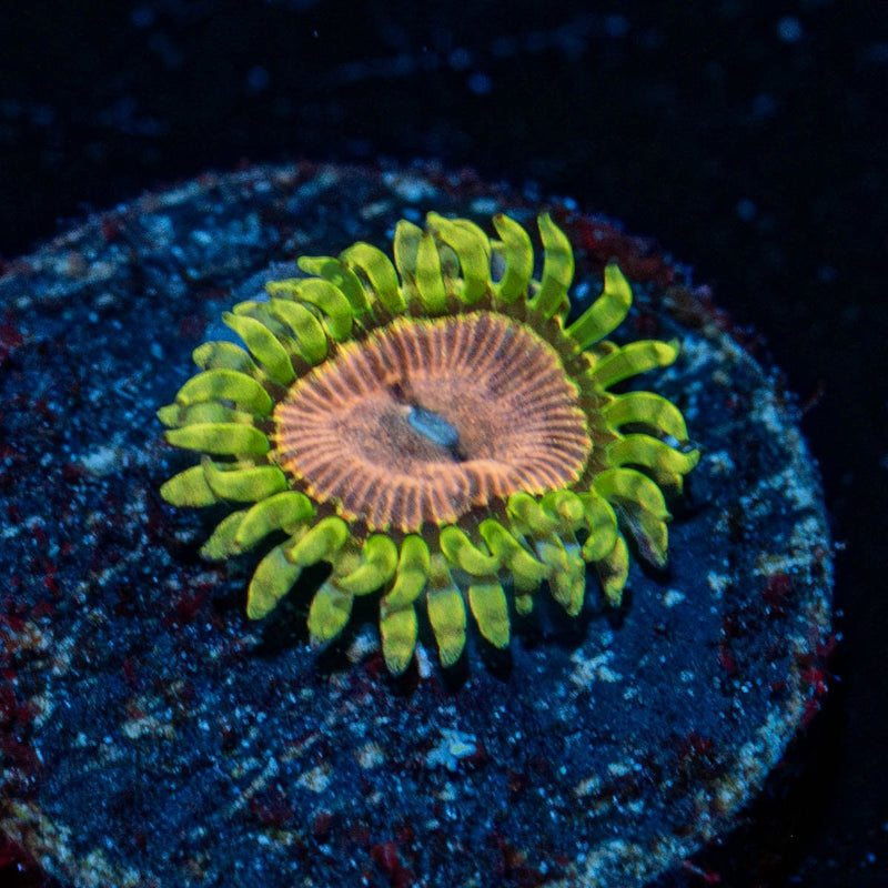 Purple Monsters Zoanthid