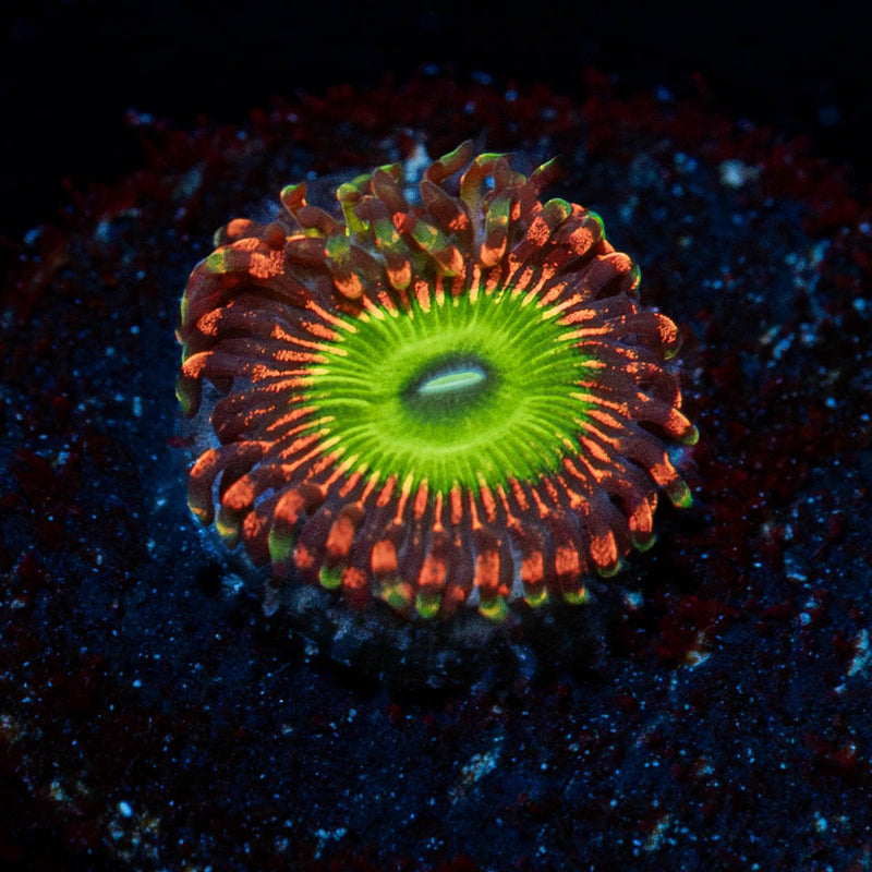 Candy Apple Reds Zoanthid