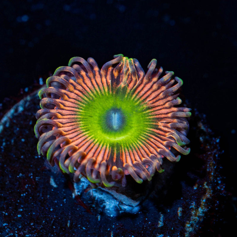 Pink Candy Apples Zoanthid