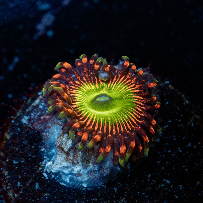 Candy Apple Reds Zoanthid